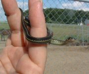 Baby2 06-19-08 b.jpg