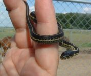 Baby2 06-19-08 c.jpg