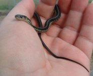 Baby3 06-19-08 a.jpg