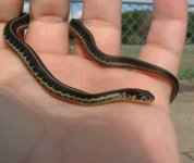 Baby3 06-19-08 b.jpg