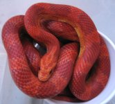 red.JPG