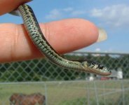 Baby3 06-19-08 c.jpg