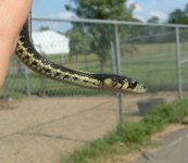 Baby4 06-19-08 a.jpg