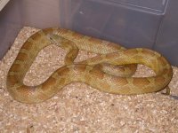 Caramel Bloodred.jpg