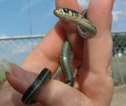 Baby4 06-19-08 c.jpg