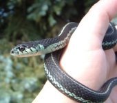 Indrani 06-19-08 a.jpg