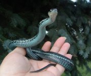 Indrani 06-19-08 a-.jpg