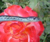 Indrani 06-19-08 b.jpg