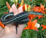 Indrani 06-19-08 b-.jpg