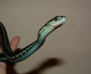 Indrani 06-19-08 c.jpg