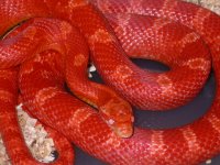 My Cornsnakes 019.jpg