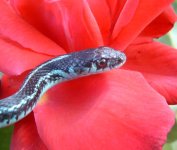 Tehuti 06-19-08 a.jpg