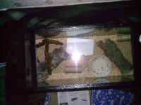 snake viv 003.jpg