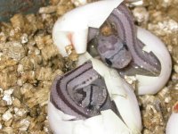 Striped Blue and sibling.jpg