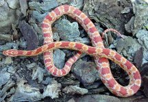 rasberry-onlog-all-arial-sh.jpg