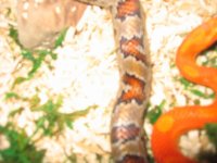 corn snake 2.JPG