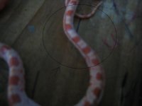 Picture 001.jpg