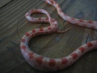 Picture 003.jpg