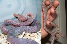 Dean's Snakes 005.jpg