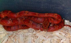 lita 32104.jpg