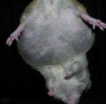 pregnantmouse2.JPG