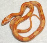 Motley Amel Female - John Schmitt 2.JPG
