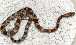 Okeetee Male - Lee Abbott.JPG