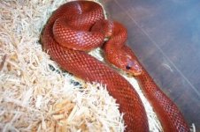 bloodred array0001.jpg