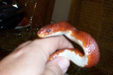 bloodred array0002.jpg