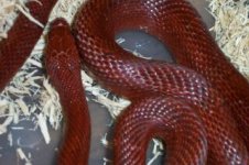 bloodred array0003.jpg