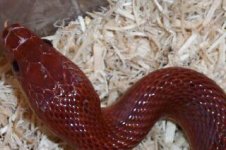 bloodred array0004.jpg