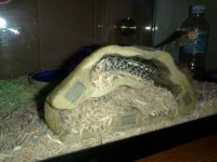 Viv Pics2 012.JPG