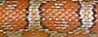 SMReptiles-Butterscotch.jpg