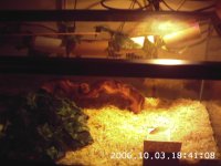 Nibblet's home3.JPG