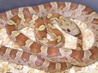 My Cornsnakes 026.jpg