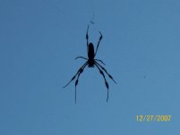 Spider close.jpg
