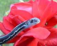 Tehuti 06-19-08 a-.jpg