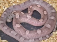 My Cornsnakes 007.jpg