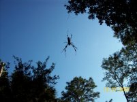 spider I.jpg