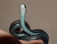 Tehuti 06-19-08 b.jpg