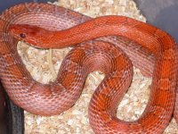 My Cornsnakes 016.jpg