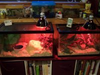 Wookie and Kitty's Condo.jpg