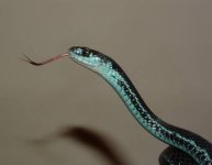 Tehuti 06-19-08 b-.jpg