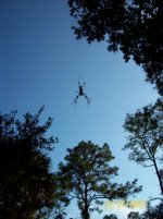 spider II.jpg