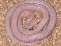 My Cornsnakes 003.jpg