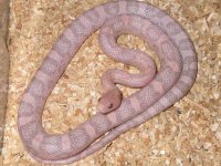 Hypo Lavender h Bloodred.jpg