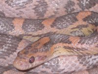 My Cornsnakes 014.jpg