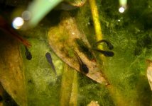 tadpoles 013cr.jpg