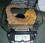 weighing incr.jpg