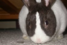 Free Bunny 004_800x480.jpg
